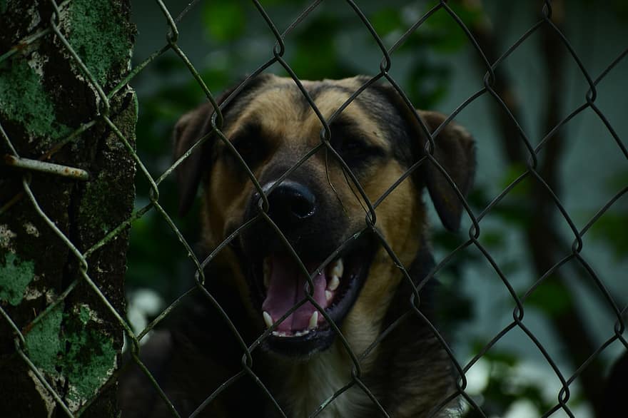 Animal, Dog, Chain-link Fence, Backyard, Guard Dog, Outdoors, Canine, pets, cute, purebred dog, one animal