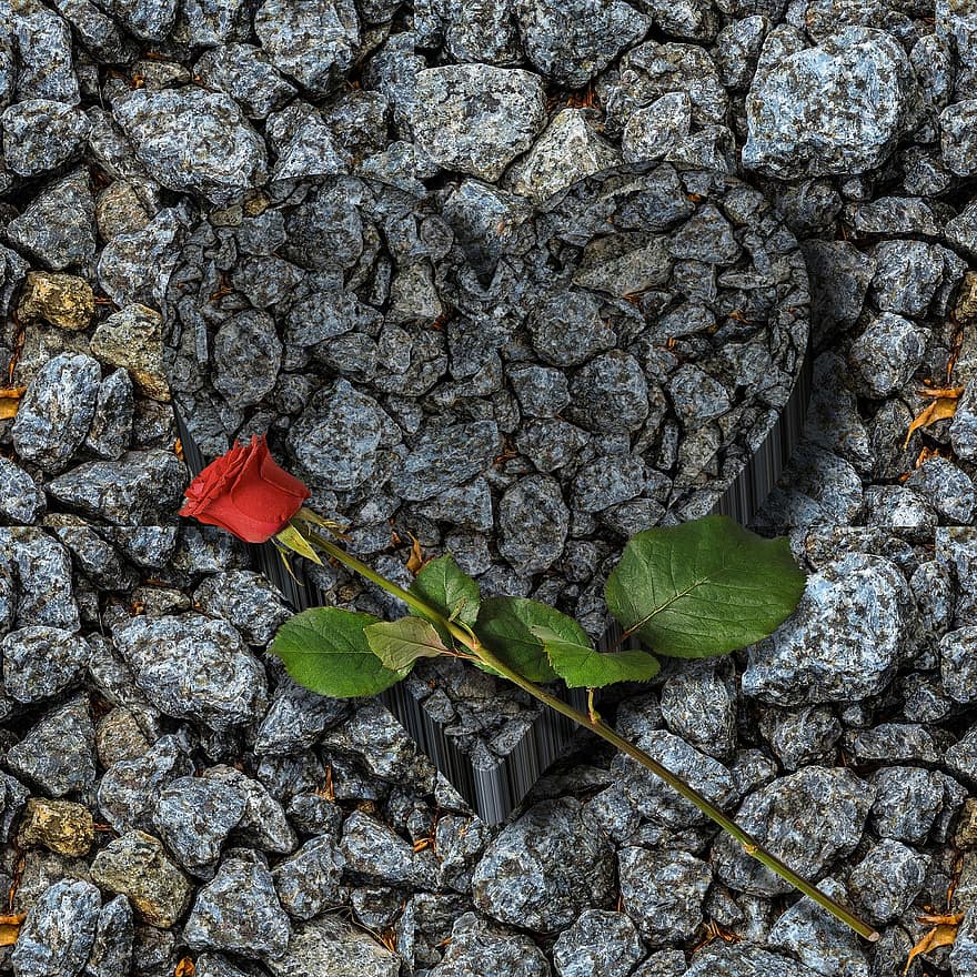 दिल, लाल गुलाब, याद, शोक, याद में, आश्चर्य