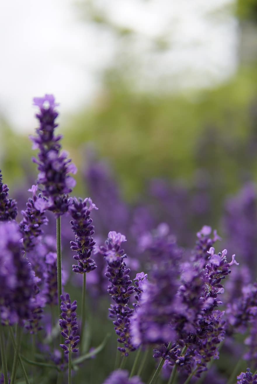 lavanda, hierbas, púrpura, Violeta, fragante, prado de flores, provence, verano, flora, las flores, aroma