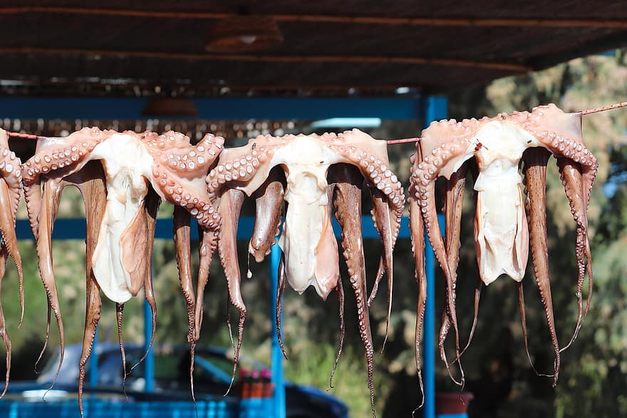 Squids, Octopus, Tentacles, Creatures, Seafood, Clothes Line, Hang, Fish, Plimmiri, Rhodes, Greece