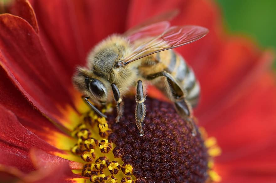 комаха, бджола, запилення, ентомологія, видів, макрос, природи