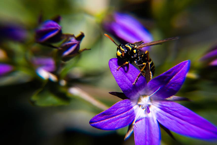 polen, inflori, insectă, primăvară, a zbura, stamină, colectare, păr, floare, viespe, plantă