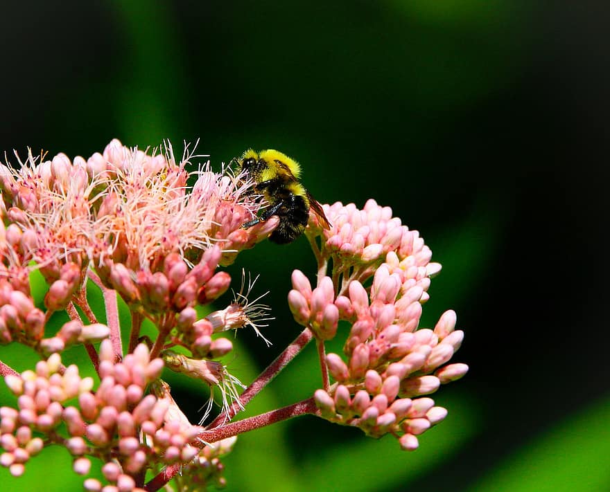 земна пчела, пчела, цветя, насекомо, розови цветя, растение, природа, макро