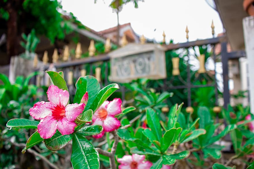 завод, Таиланд, розовые цветы, природа, розовый, Флора, кустарник, цветы, яркий, сад, лопасть