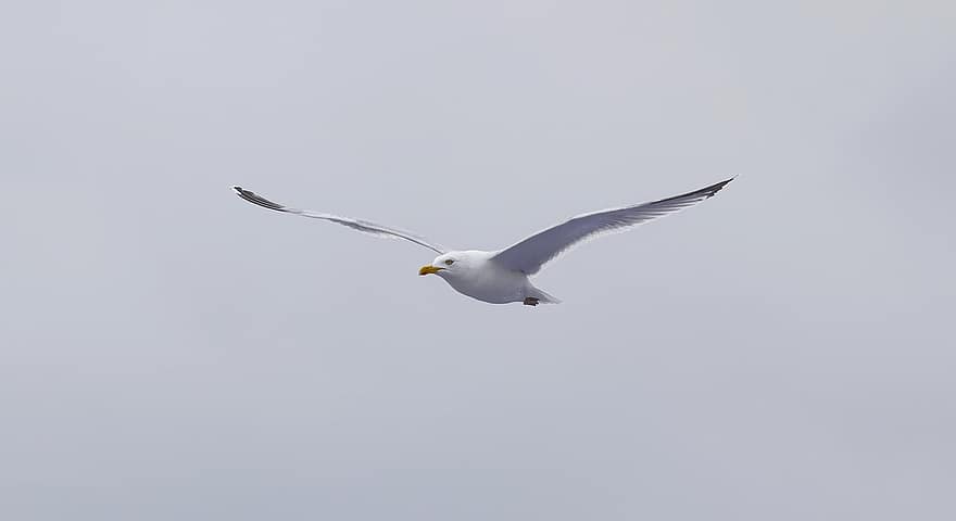 Common Gull, Gull, Bird, Flying Bird, Avian, Ornithology, seagull, flying, beak, animals in the wild, sea bird