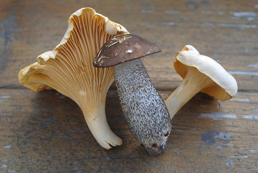 грибы, грибы лисички