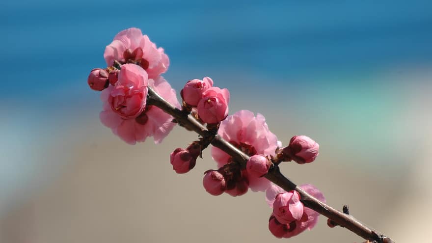 kersen bloemen, kersenbloesems, sakura, Republiek Korea, Gangneung, bloemen, natuur, landschap, roze bloemen, bloem, detailopname