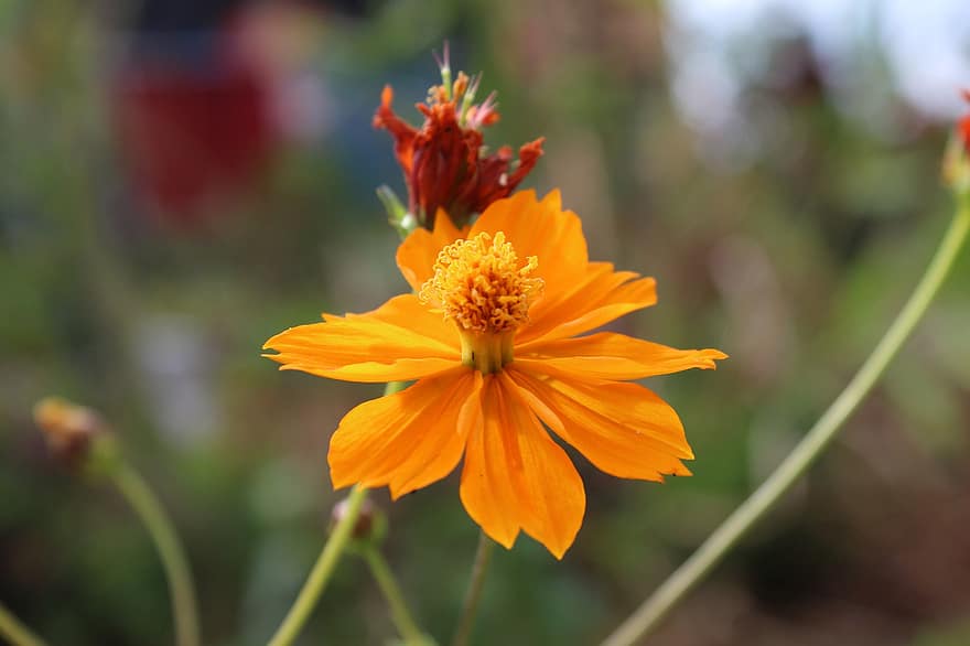Cosmos, Flower, Plant, Nature, Orange Flower, Sulfur Cosmos, close-up, summer, yellow, petal, flower head