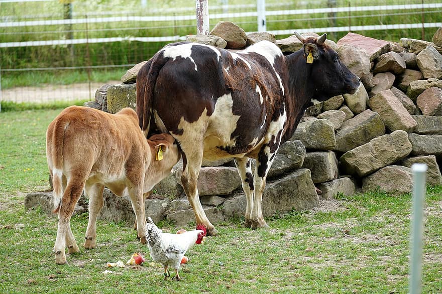vaques, animals, granja, animals de granja, paddock, vedella, agricultura, pati de la granja, pastures, vaca, herba