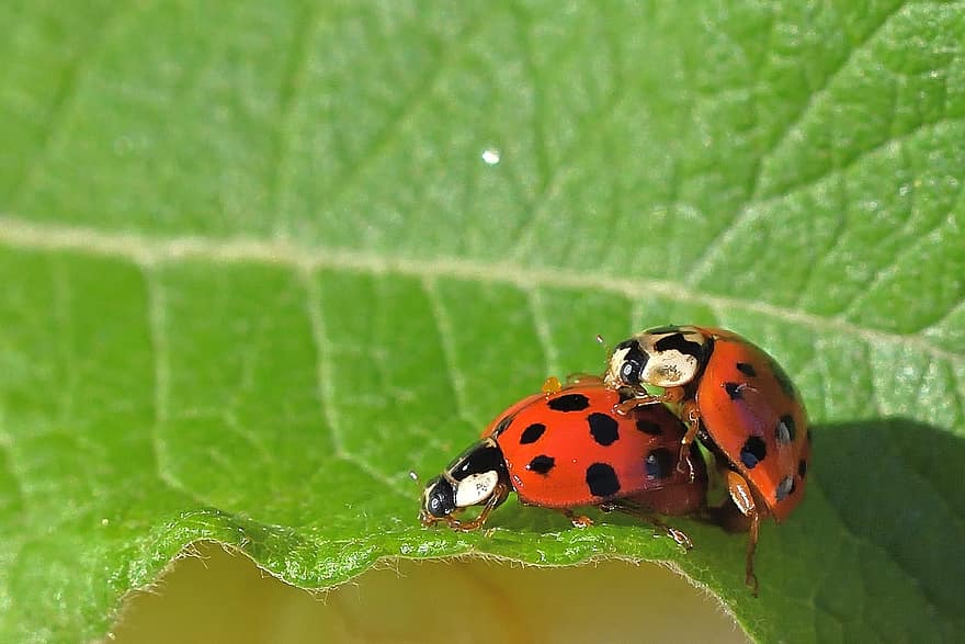 Ladybug, Pairing, Leaf, Nature