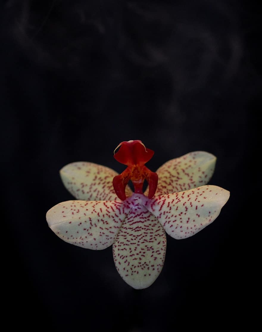 Orchidee, Blume, Ballerina, Pflanze