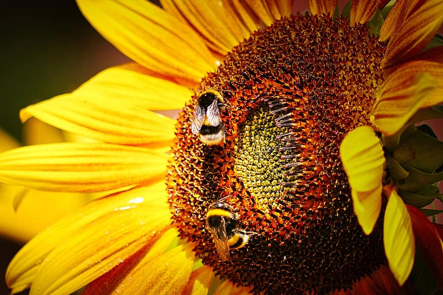 Sonnenblume, hell, Gelb, Natur, blühen, Flora, sonnig, Sommer-, Pflanze, Bienen, Pollen