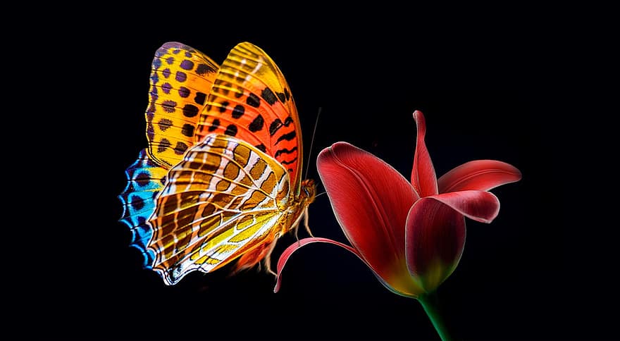 kupu-kupu, serangga, sayap, bunga, kelopak, tanaman, alam, teratai, matahari, berkembang, musim semi