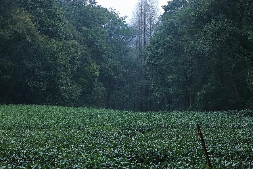 trà, cây, đồn điền, cánh đồng, rừng, gỗ, nông nghiệp, canh tác, hangzhou, màu xanh lục, cảnh nông thôn