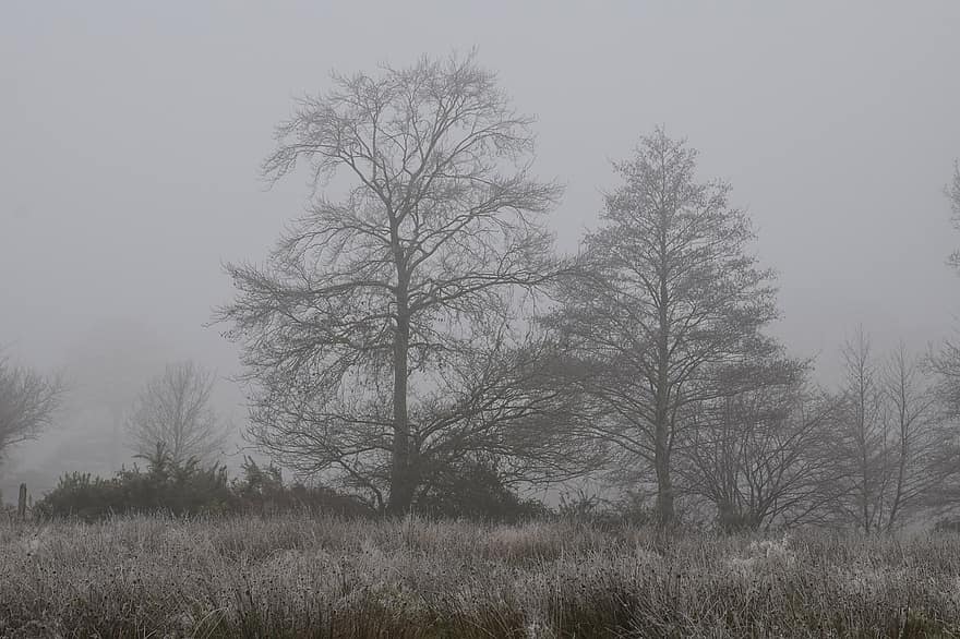 brouillard, des arbres, la nature, hiver, en plein air, rural, arbre, forêt, l'automne, saison, paysage