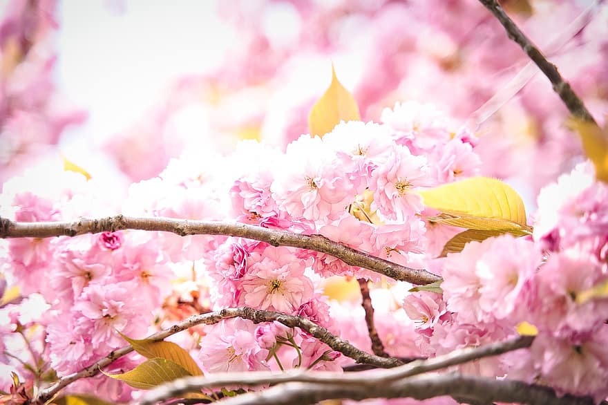 koks, ziedi, ķiršu ziedi, zied, sezonas, filiāle, lapas, rozā krāsa, augu, sezonā, pavasarī