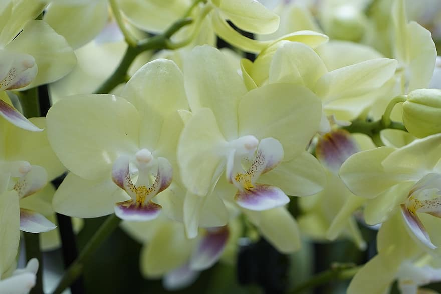 gėlės, orchidėjos, geltonos orchidėjos, geltonos gėlės, pobūdį, sodas, žydi