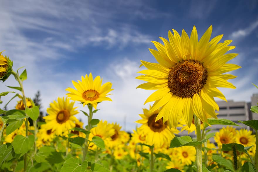 bunga matahari, bidang, alam, kuning, bunga-bunga, taman, organik, di luar rumah, pertumbuhan, berkembang, mekar