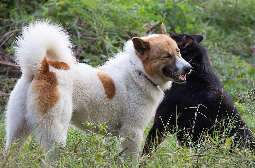 hund, sällskapsdjur, djur-, Thailändsk hund, Thai Bangkaew Dog, inhemsk, hund-, äng