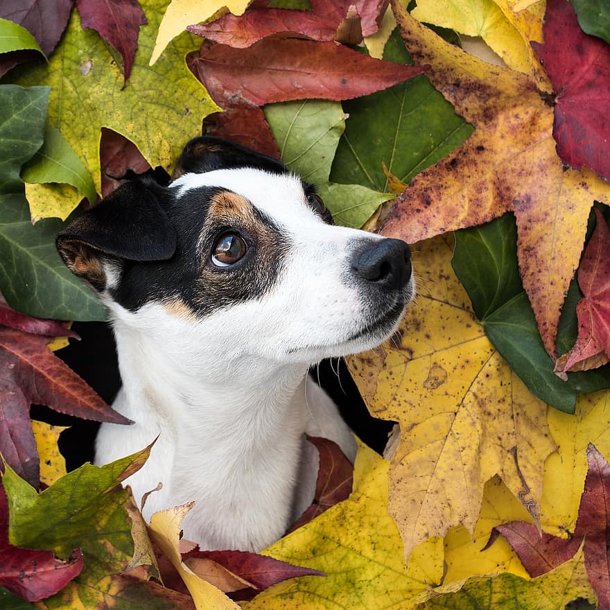 Jack Russell Terrier, hund, kjæledyr, dyr, canine, pattedyr, søt, bedårende, portrett, blader