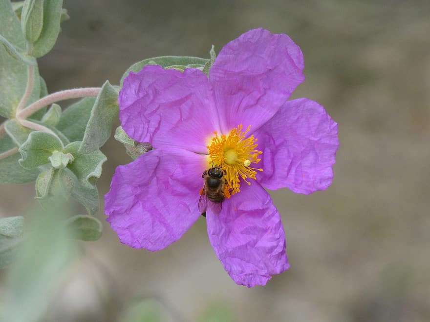 цветок, пчела, опыление, макрос, энтомология, насекомое, цветение, cistus albidus, крупный план, завод, летом