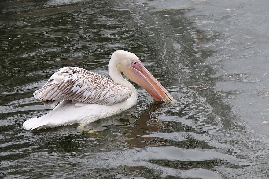 pelikaan, vijver, meer, vogel, vogelkunde, dier, watervogel, waterwild