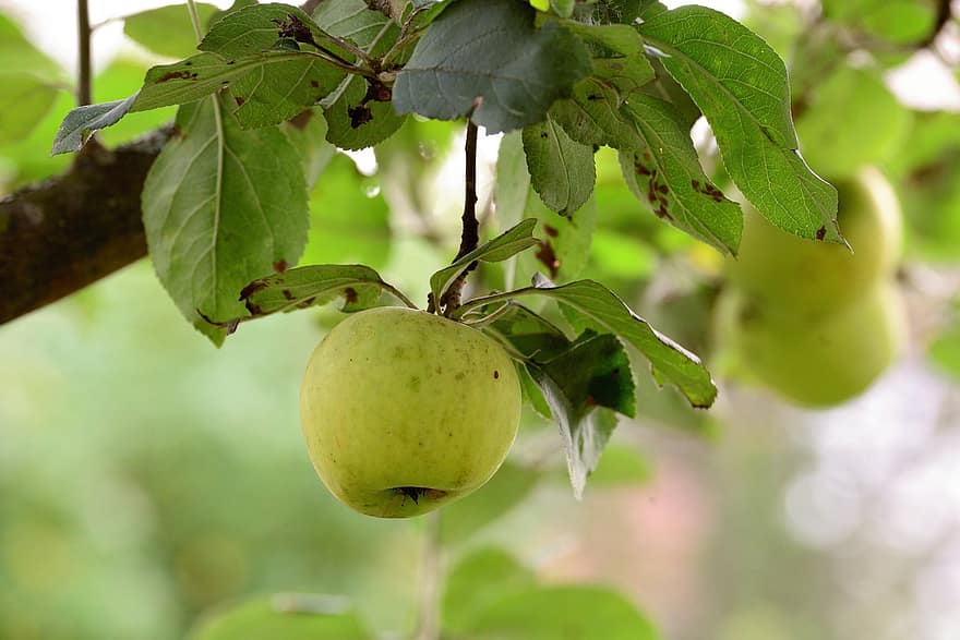แอปเปิ้ล, ผลไม้, อาหาร, สด, แข็งแรง, สุก, อินทรีย์, หวาน, ก่อ, เก็บเกี่ยว, ต้นแอปเปิ้ล