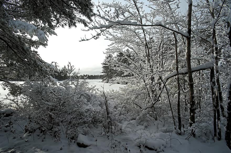 Snowy Woodland, mùa đông, rừng, gỗ, tuyết, Thiên nhiên, cây, Mùa, phong cảnh, Nước đá, sương giá