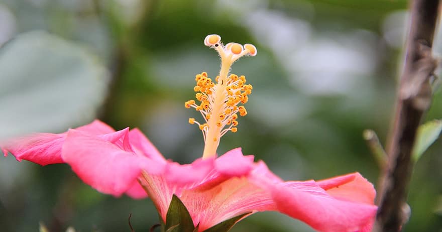 hibiscus, flor, estambres, flor rosa, florir, planta amb flors, planta ornamental, planta, flora, naturalesa, jardí