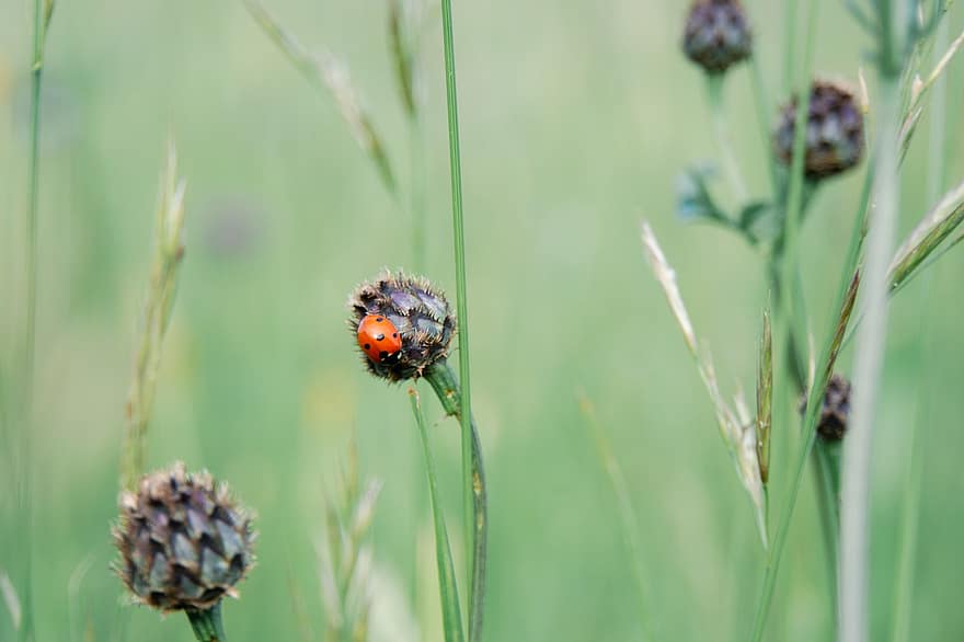 mariehøne, ladybird beetle, tidsel, eng, insekt, natur, tæt på, grøn farve, plante, sommer, makro