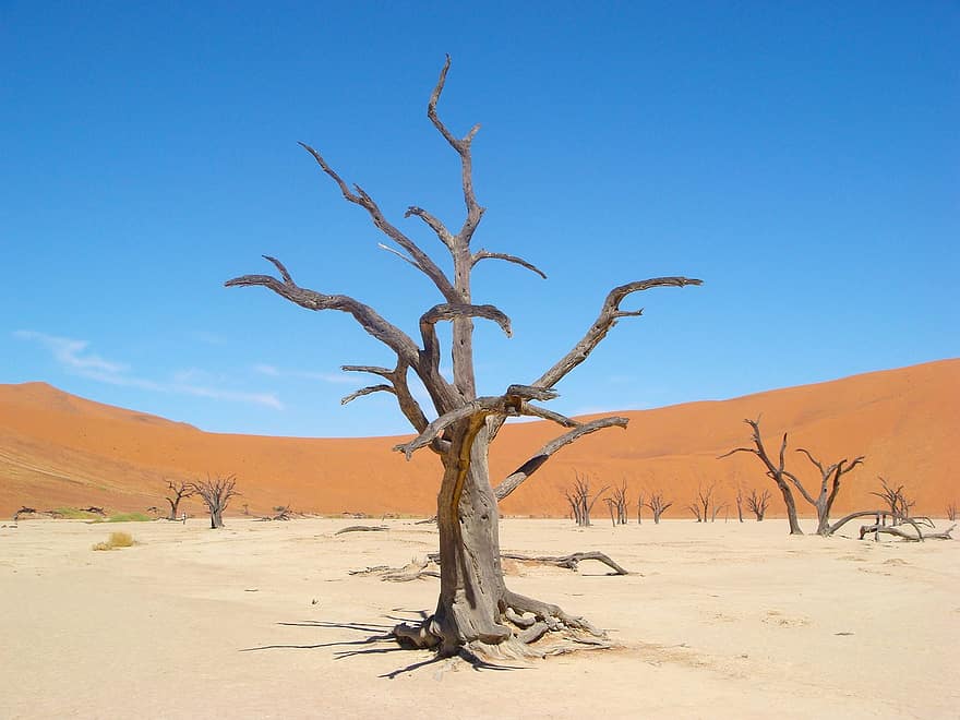 désert, arbre, sécheresse, sossusvlei, sec, dunes, le sable, dune de sable, paysage, Afrique, climat aride