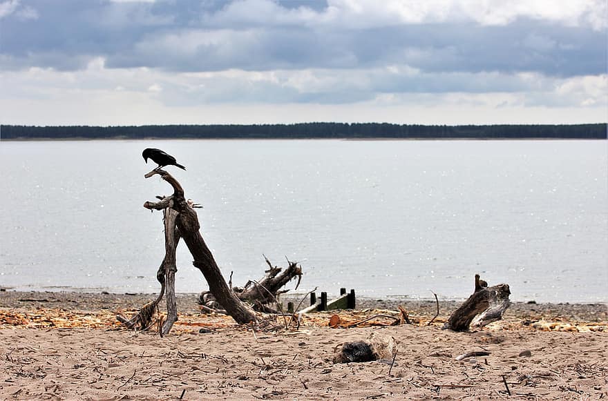 Beach, River, Water, Nature, Sky, Bird, Craw, Driftwood, Landscape, River Tay, River Mouth