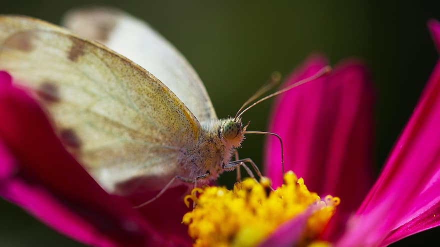Butterfly, White Butterfly, Pollen, Pollination, Flower, Pink Flower, Blossom, Bloom, Nature, Wings, Garden