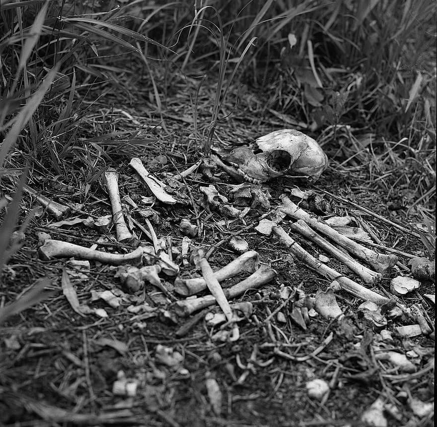 kranium, bunke af knogler, knogler, skræmmende, død, frygt, rædsel, uhyggelig, halloween, fare, skelet
