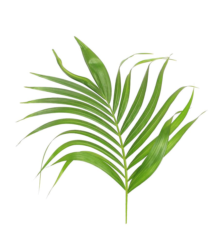Пальма, лист, листья, зеленый, тропический, завод, летом, экзотический, природа, ботаника, вайя