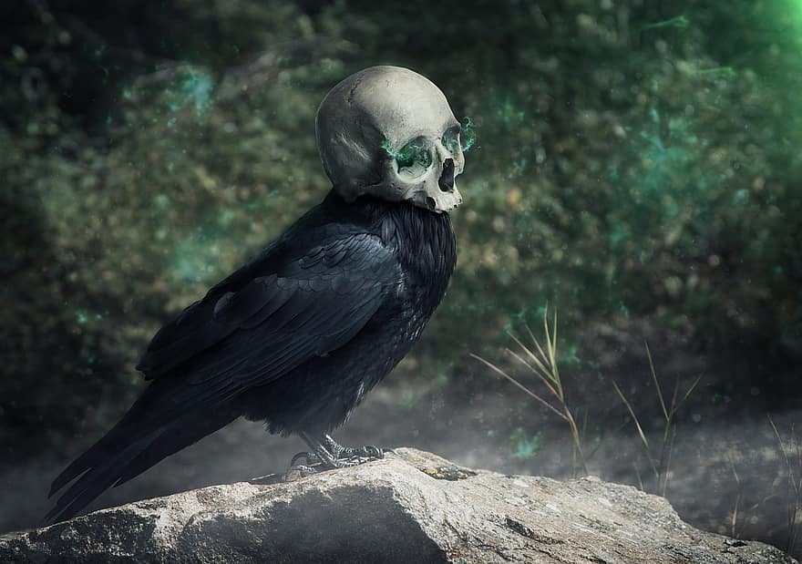 Raven, Corvo, Preto, pássaro, passarinhos, mundo animal, animal, Sombrio, Horror, Magia, crânio