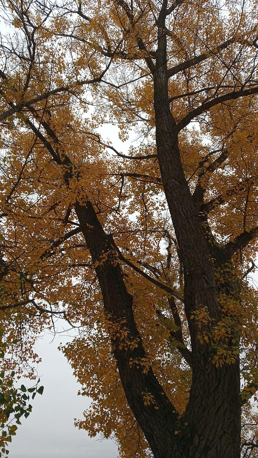 drzewa, odchodzi, listowie, park, zakole Dunaju, drewno, spadające liście, jesień, zebegény