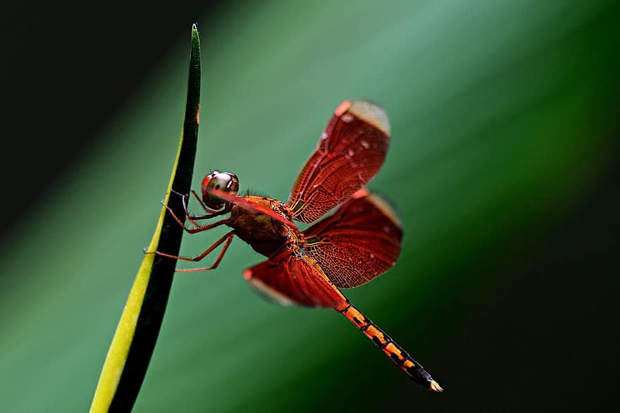 красная стрекоза, стрекоза, насекомое, животное, живая природа, энтомология, макрос, крупный план, зеленого цвета, летом, крыло животного