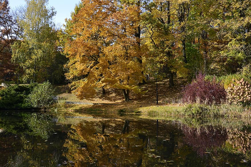 stromy, park, jezero, listy, podzim, Příroda, strom, les, list, žlutá, sezóna
