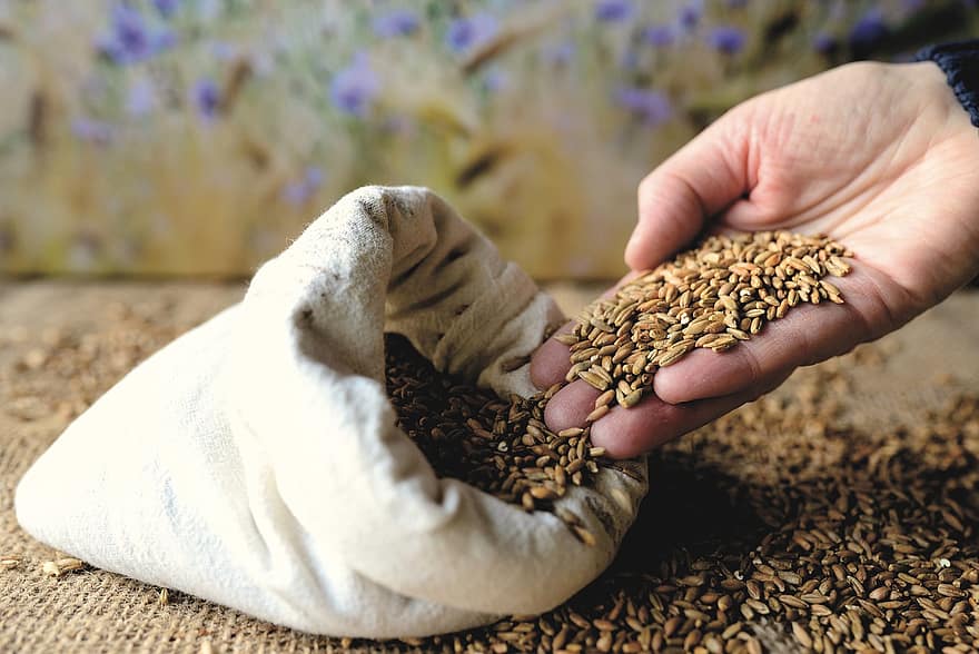Grains, Harvest, Hand, Seeds, close-up, human hand, agriculture, seed, holding, food, burlap