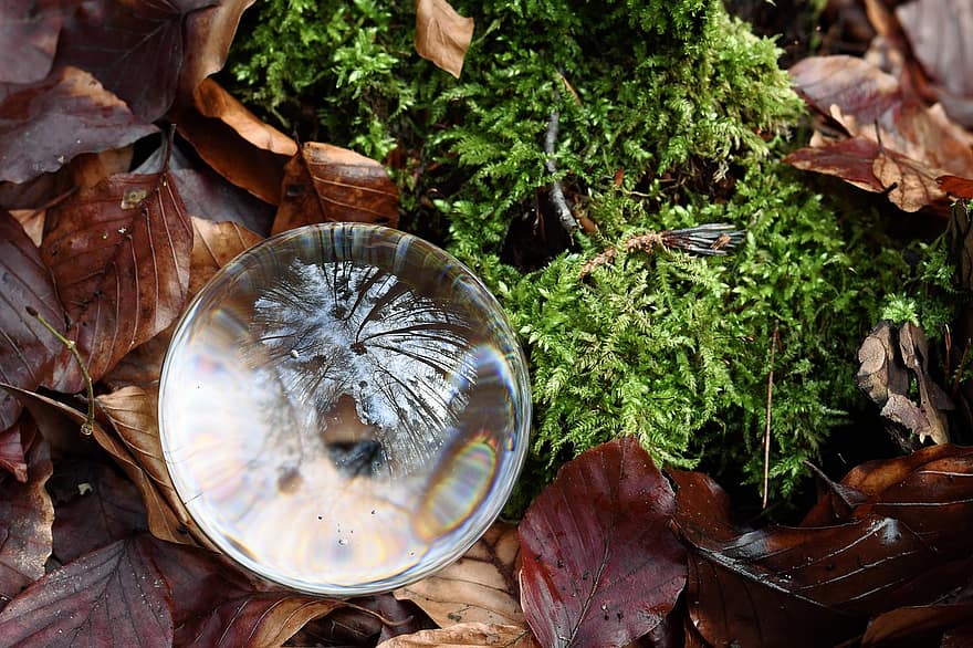 esfera de cristal, naturaleza, otoño, temporada, bosque, hojas, hoja, de cerca, planta, antecedentes, árbol