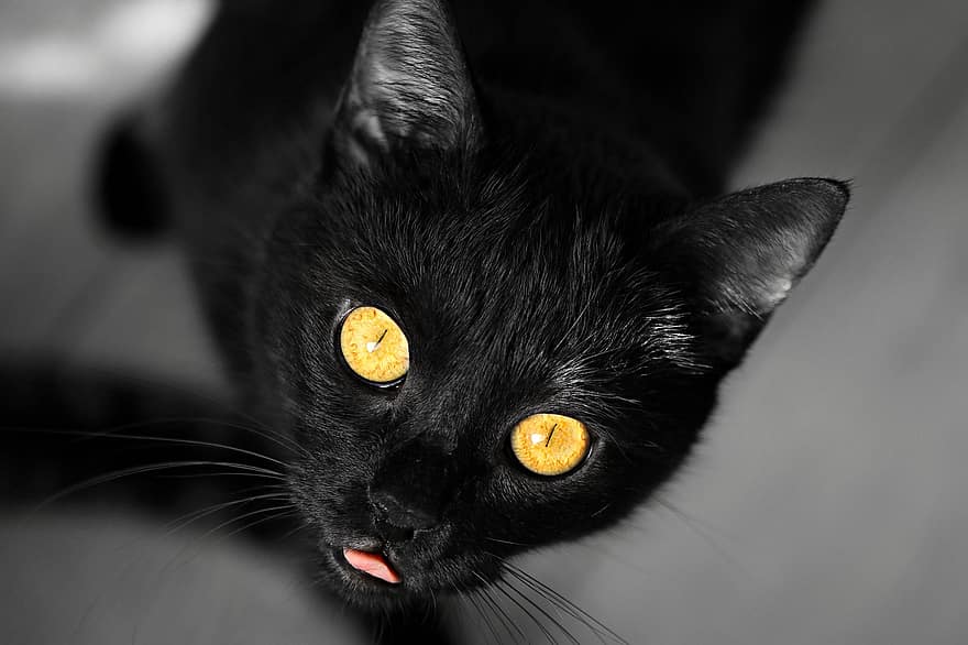 pisica neagra, pisică, animal de companie, felin