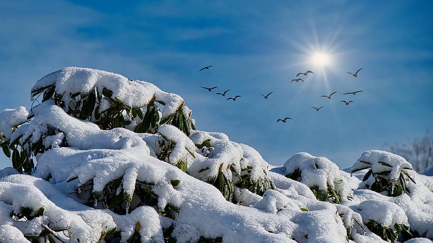 zimní, sníh, Příroda, sezóna, modrý, led, mráz, pozadí, létající, zvířata ve volné přírodě, strom