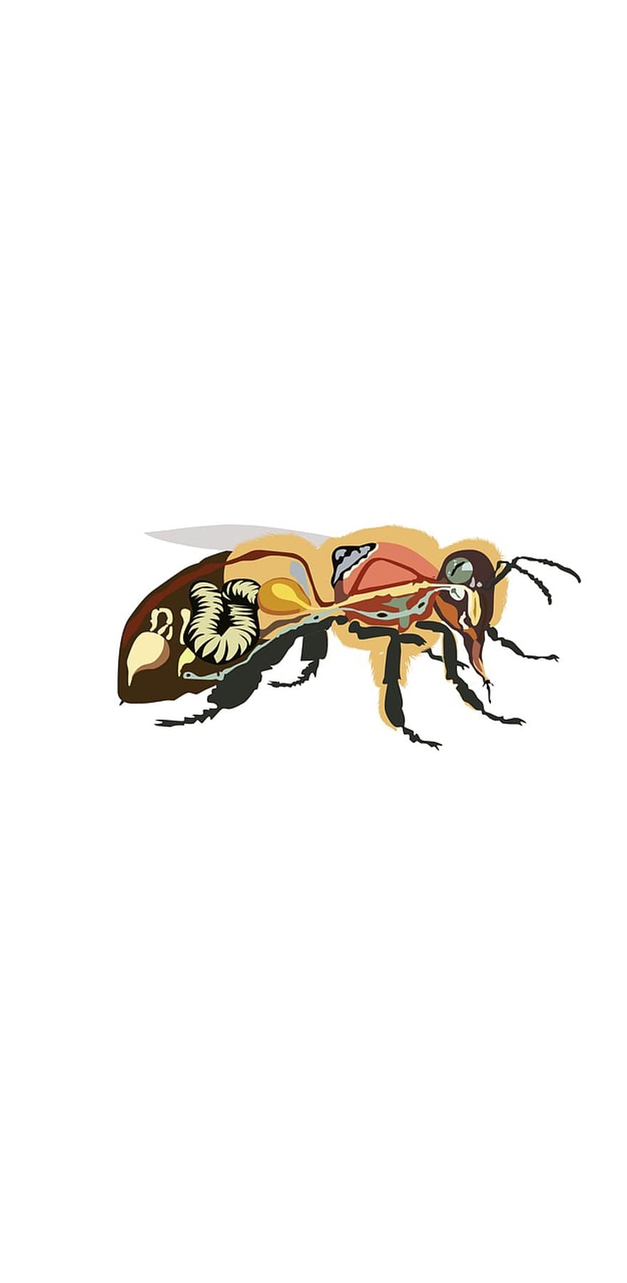 Bienenanatomie, Biene, Insekt, Honig, Bienenhonig, Anatomie, Zeichnung, Illustration, Ameise, Wespe, Vektor