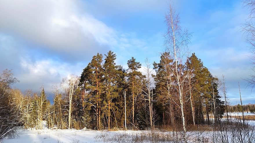 les, sníh, zimní, stromy, Studený, mráz, poboček, listy, Příroda, strom, sezóna