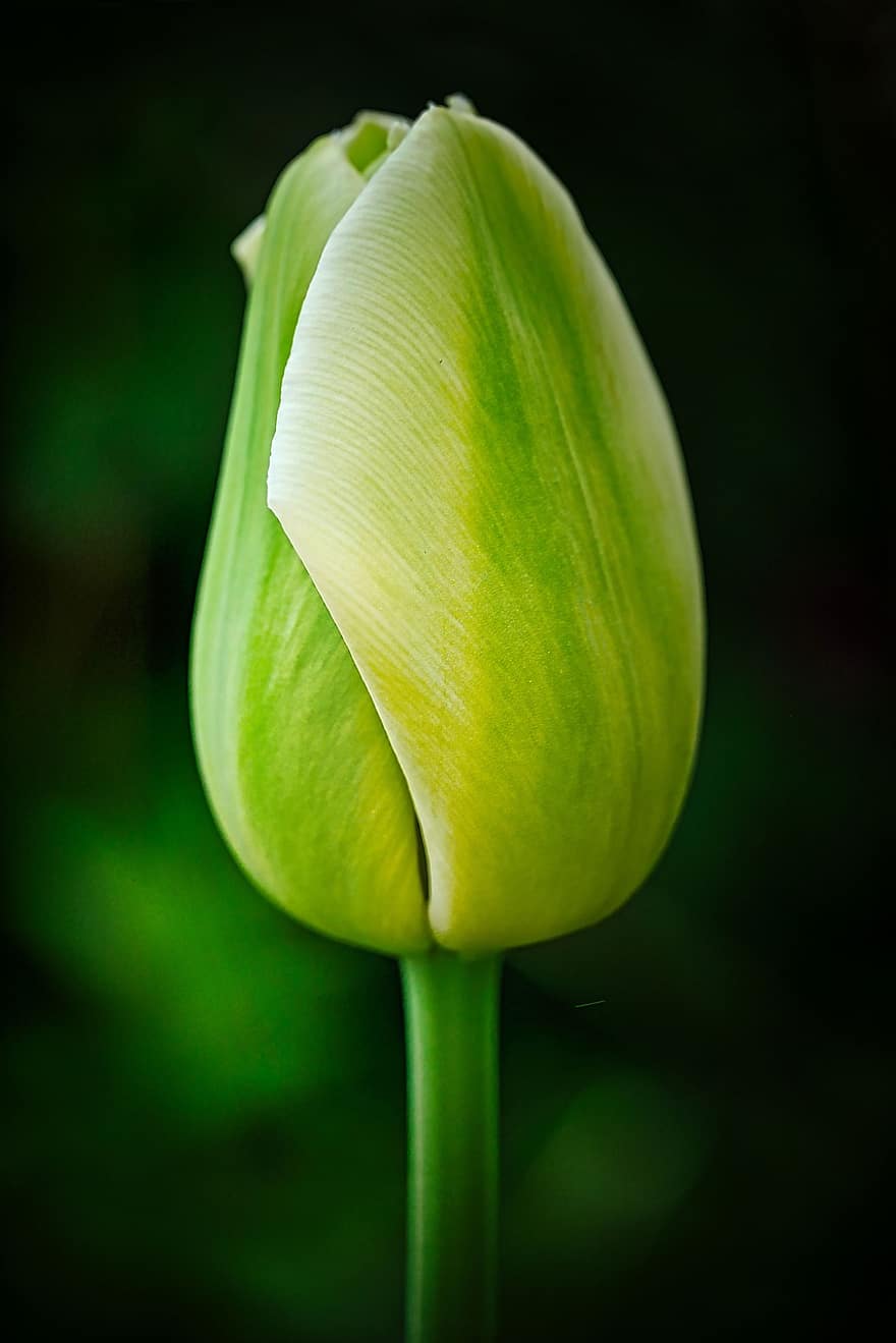 tulipán, květ, jaro, Příroda, zahrada, flóra, jarní květina, brzy bloomer, jarní probuzení, rostlina, zblízka