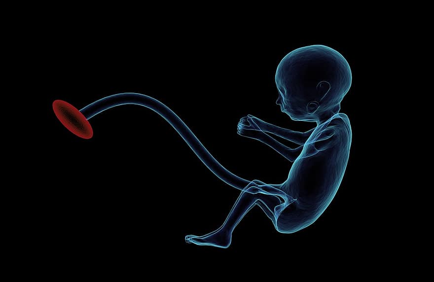 fœtus, placenta, cordon ombilical, grossesse, embryon, ombilical, médical, médicament, Humain, mère, prénatal