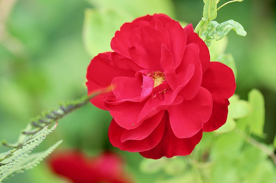 Rose, Rosenblüte, rot, blühen, Blume, Schönheit, Blütenblätter, Gartenrose, Buschrose, romantisch, Duft