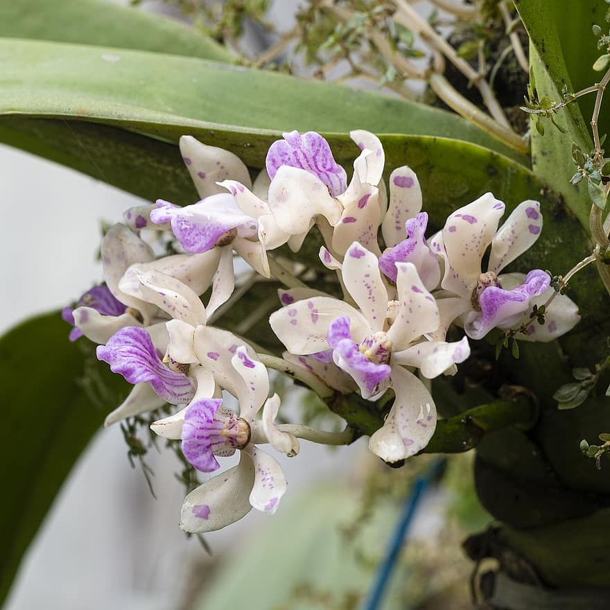 orkideer, blomster, hage, petals, orkidéblomstrer, blomst, blomstre, flora, anlegg