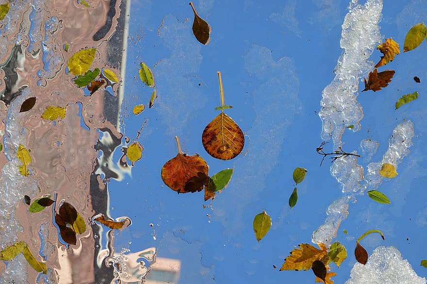jää, sulatus, pudonneet lehdet, talvi-, vesi, lumi, taivas, lasi-, heijastus, sulaa, puun lehti